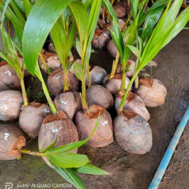 Bibit Kelapa Wulung / Kelapa Hijau Wulung / Kelapa Ijo Asli