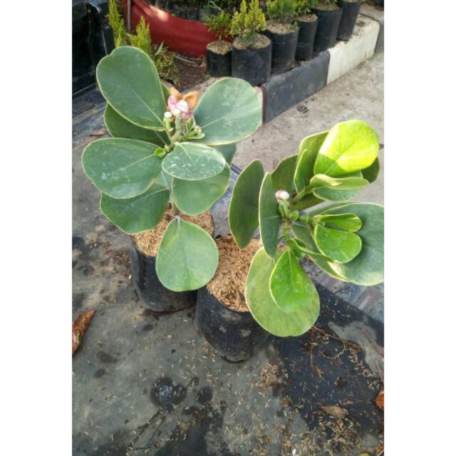 Paket 2 manggis varigata