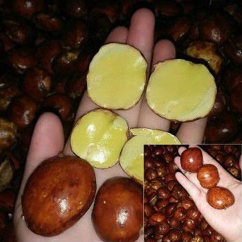 

1 kg jengkol tua Murah asli palembang jaminan rasa enak