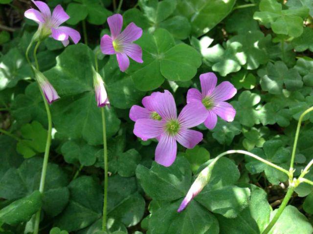 Batikaf New-kemejapria-lengan-pendek-848vo-kemeja-pilot-pangkat-pdl-teknisi Kemeja Batik Pria Lenga