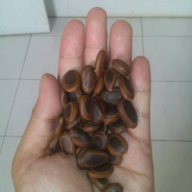Benih Sengon Buto