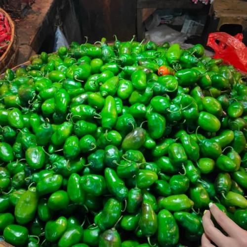 1/2 kg cabe gendot gembor cabai gembor cabai super gred a di packing pake mesin vakum cabe murah cabe pedas