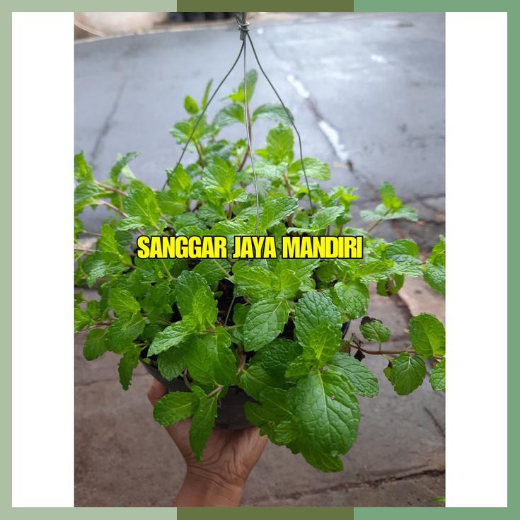 

Daun Mint