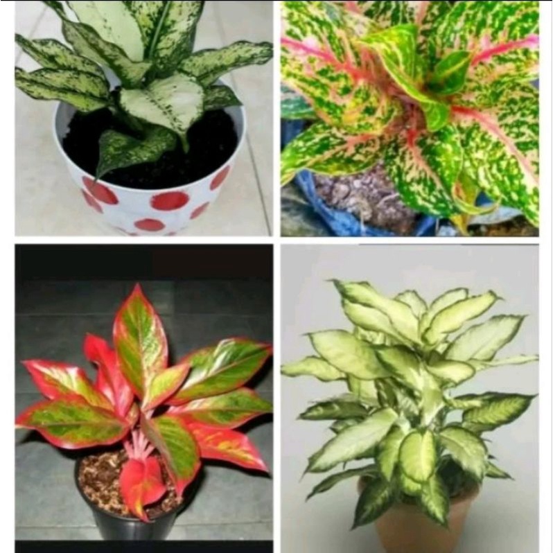 tanaman hias aglonema paket murah 4 jenis Tanaman Hidup-,Bunga Hidup Murah Bunga Hiasan rumah