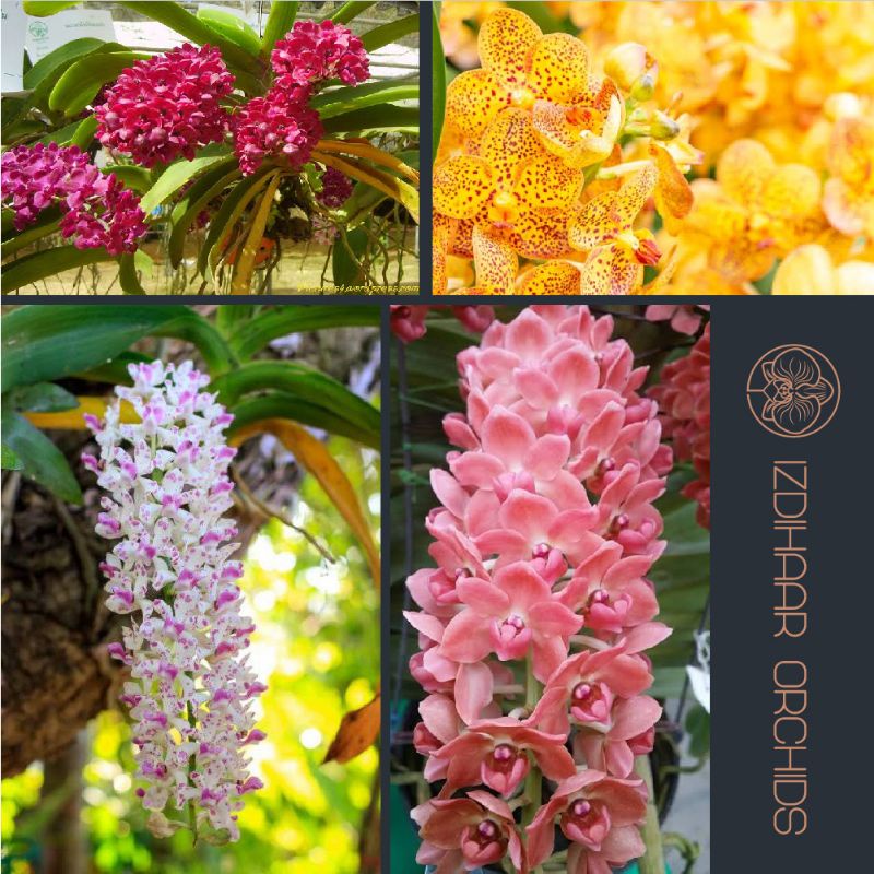 Anggrek Rhynchostylis Gigantea Seedling