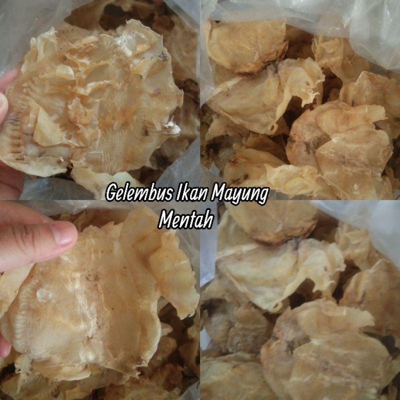 

Fish Maw / Gelembung Ikan Mayung / Gelembus ikan Manyung / Hepio Mentah / He Phio / Perut Ikan Mentah