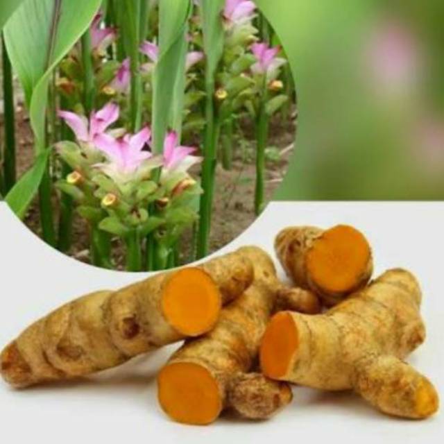 

[Fresh] TEMU LAWAK FRES TERMURAH 1 KG