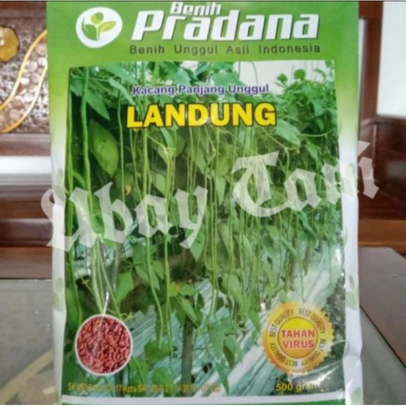 Benih Kacang Panjang Landung 500 gram