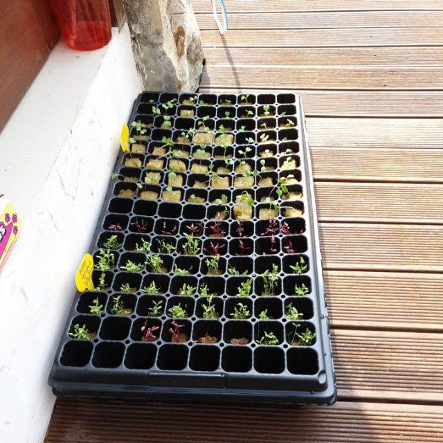 Nampan Alas Tray Semai Traypot Biji Benih Nampan Baki Seedling - Set 6 Pcs