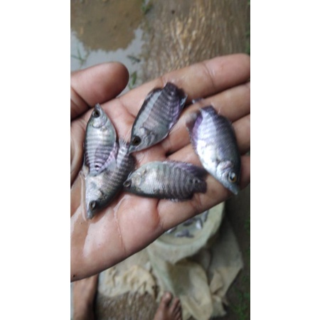 20 gurame soang jempolan