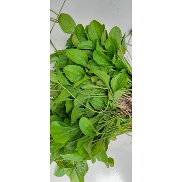 

DAUN SENDOK ATOU KIURAT SEGAR per 500grm