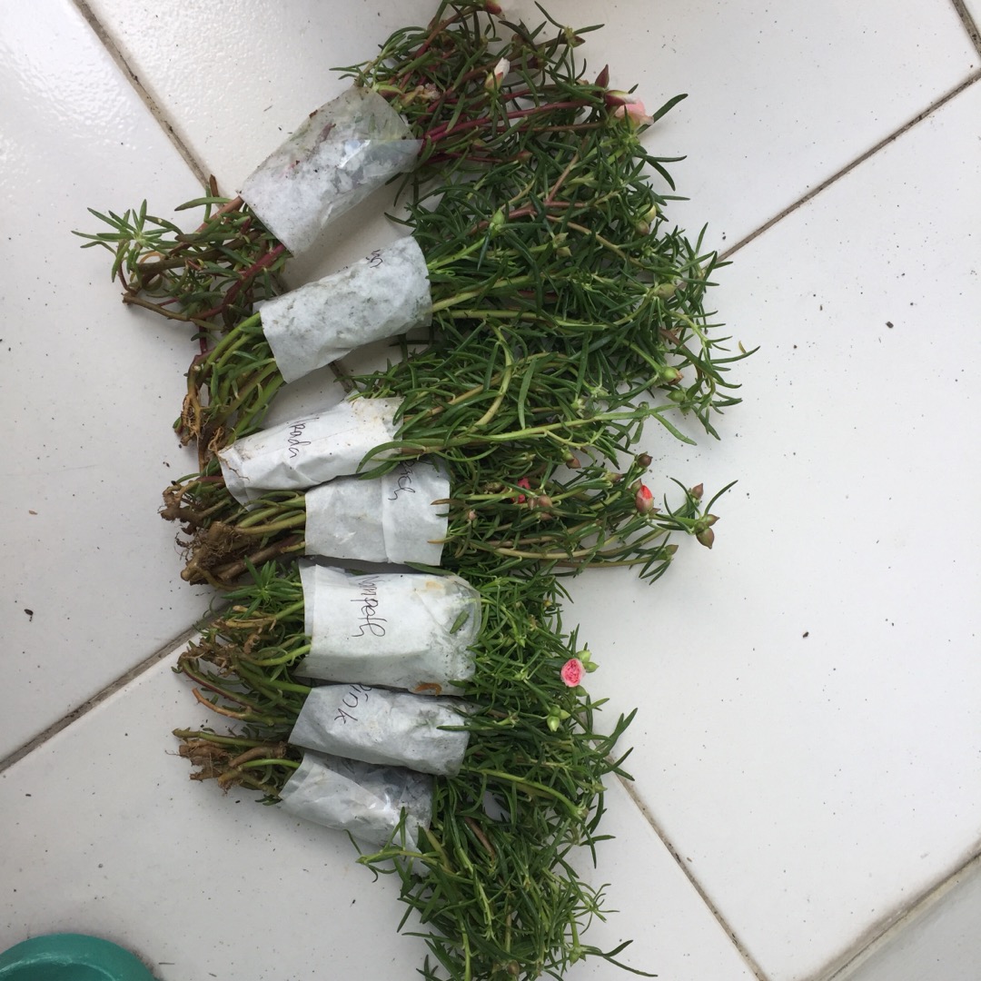 Tissue 10 Stek Moss Rose/krokot/bunga Pukul Sembilan