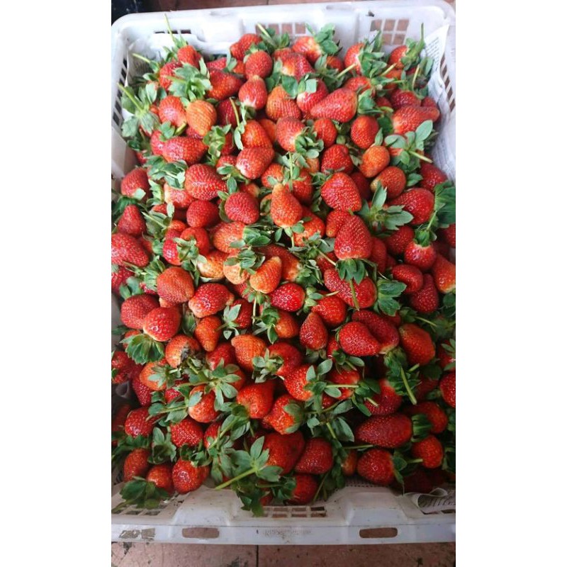 STRAWBERRY CALIFORNIA FRESH BANDUNG - 1 kg
