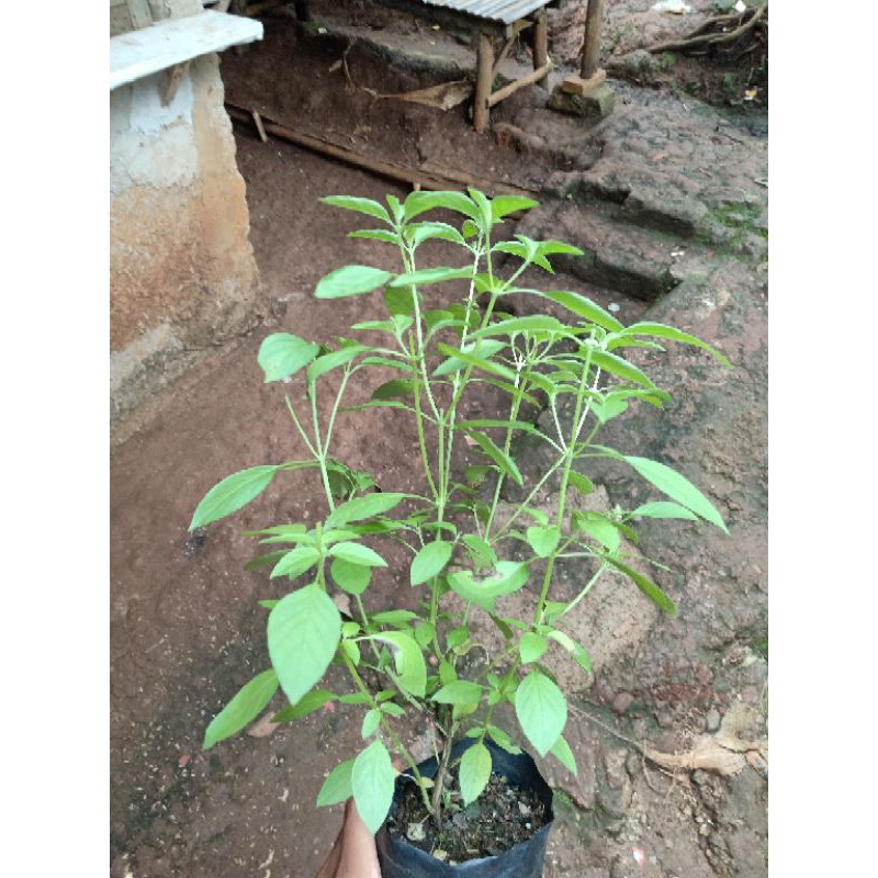 

Bibit pohon Kemangi - Daun kemangi