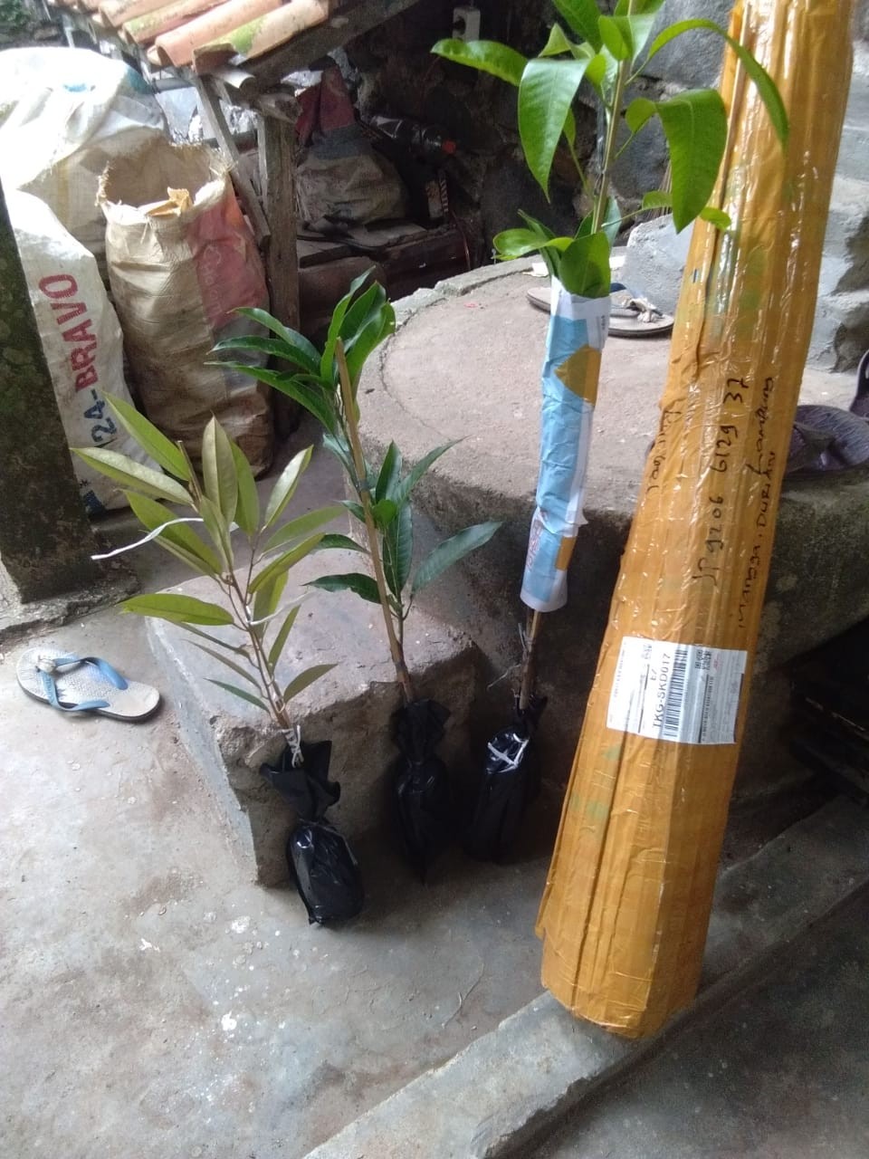 Bibit Durian Montong