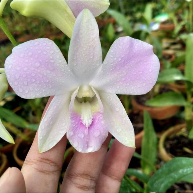 Anggrek Dendrobium Pink Happy Dewasa