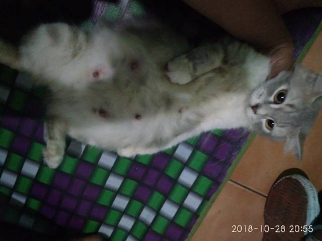 Kucing anggora himalaya