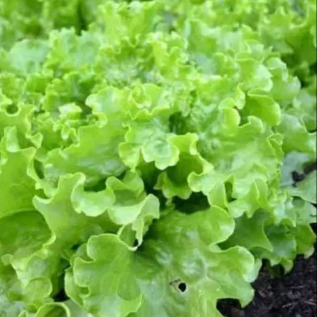 Benih biji bibit selada hijau keriting