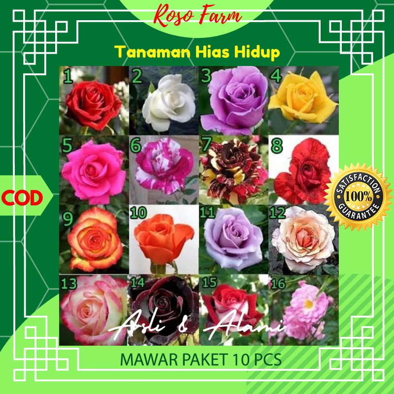 Paket Bunga Mawar 10 pcs 1kg Kebun Berkebun Bibit Benih Bunga Kembang Tanaman Hias Asli Alami