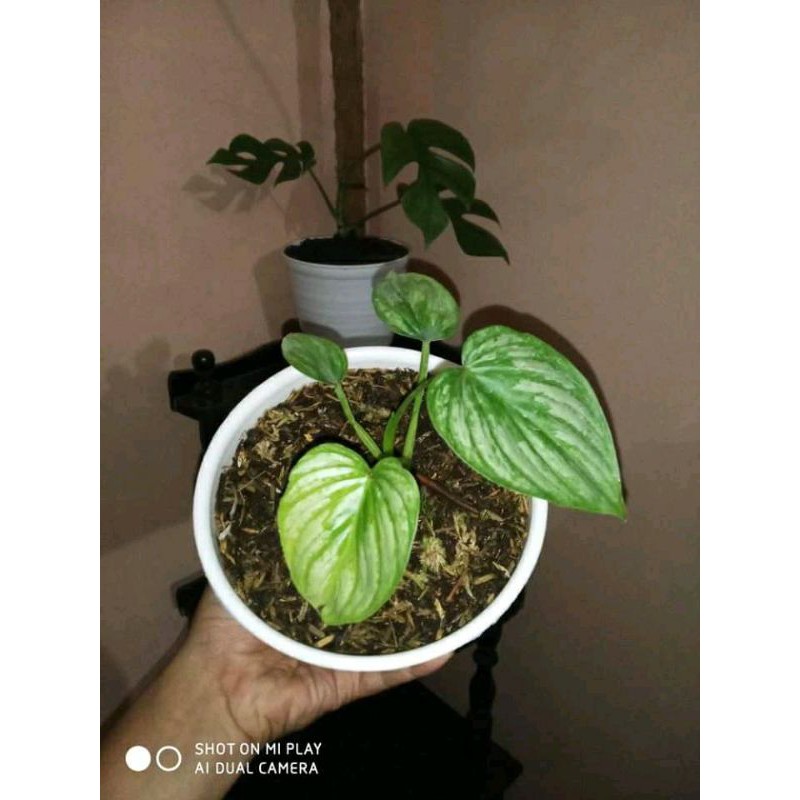 philodendron mamei