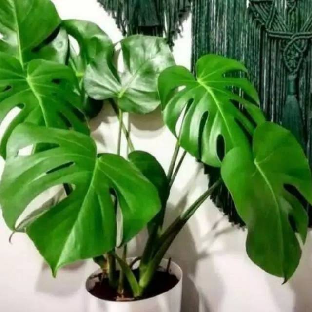 Bonggol Monstera King Sudah Ada Tunas Shopee Indonesia