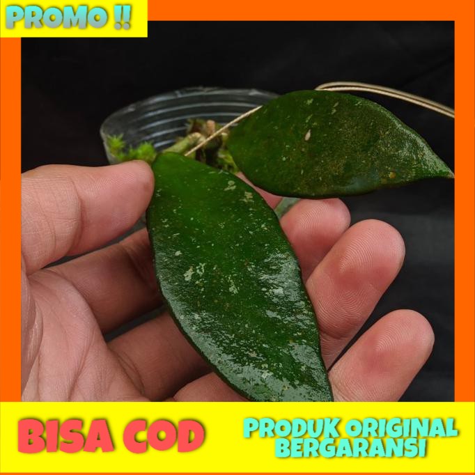

Hoya Rundumensis Cutting