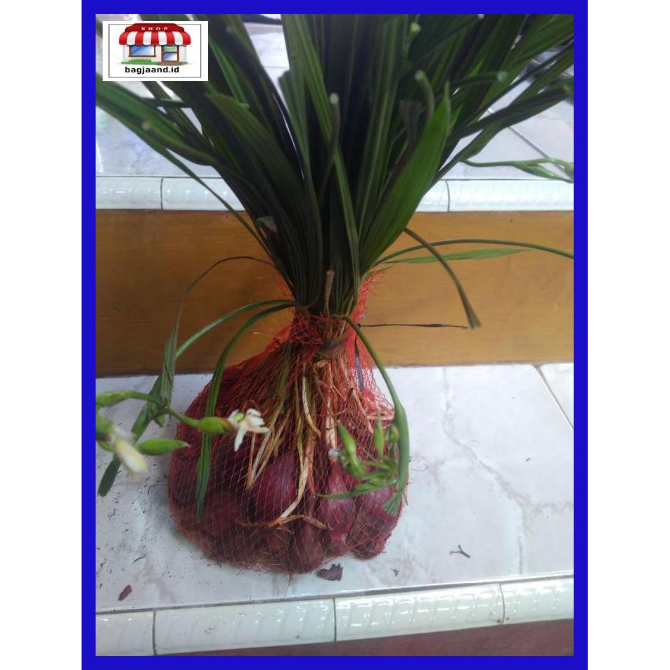 

R6Rey7- Bawang Dayak Segar 1000Grm T8Rjur-