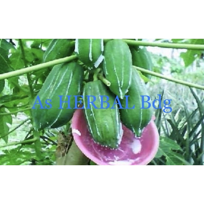 Getah pepaya / getah pohon pepaya asli natural alami
