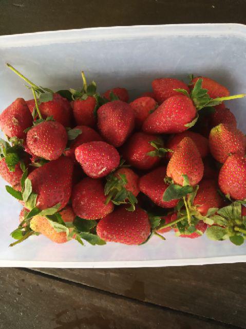 New Selimut Lady Rose Lol 160x200