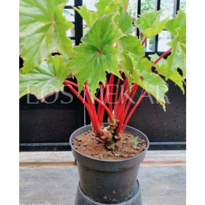 bibit begonia bintang merah
