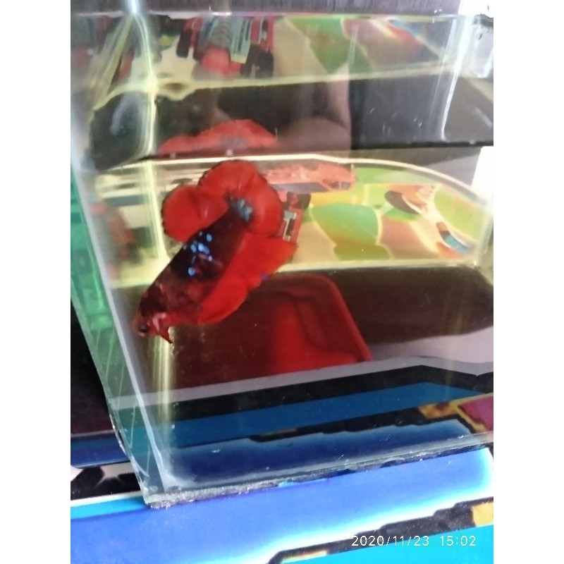 cupang avatar vampire