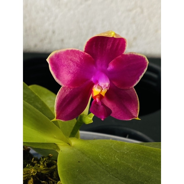 Phalaenopsis violacea var Magenta