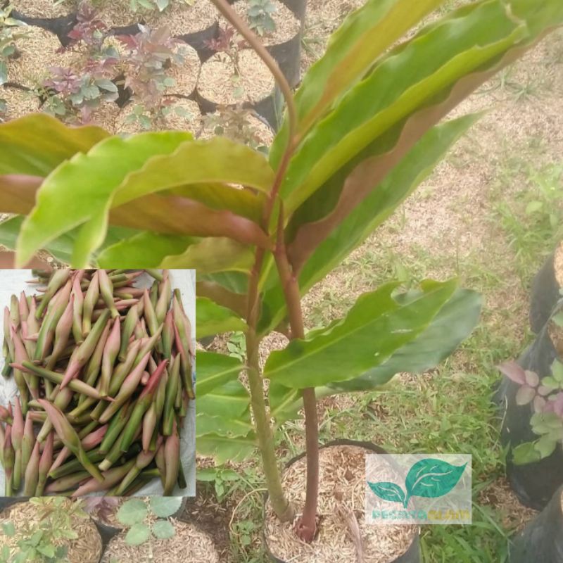 Bibit pohon kecombrang honje/Tanaman kecombrang