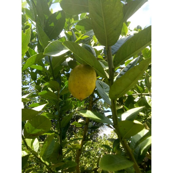 

[Rani Shop] Jeruk Lemon Segar Ukuran Besar 1Kg