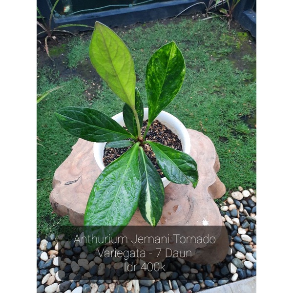 Anthurium Jemani Tornado Varigata