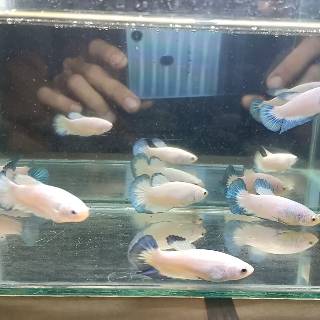 7200 Gambar Ikan Cupang Blue Rim Betina Terbaik