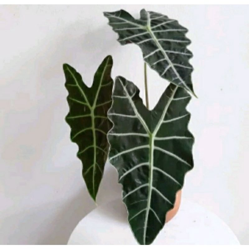 alokasia amazon alocasia amazonica daun besar