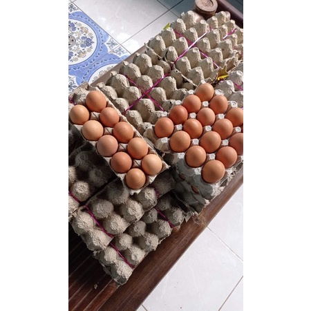

Telur Ayam Negri Garansi Jaminan