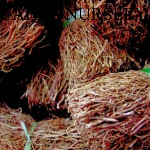 

Promo Akar pohon kelapa segar 1kg herbal organik