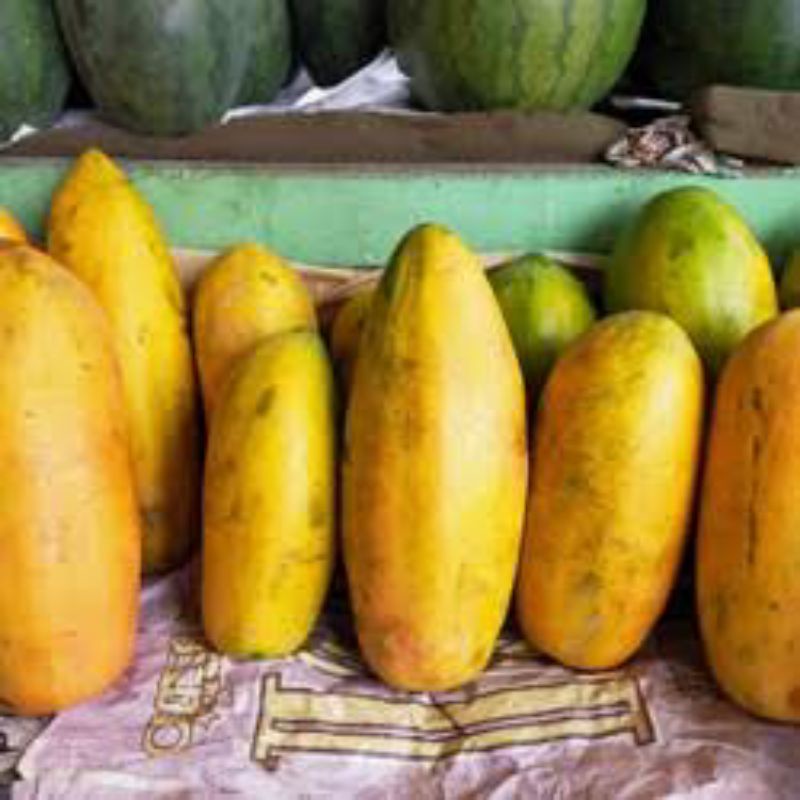 

Buah Pepaya California / Buah Pepaya Matang ( 600 gr - 700 gr)