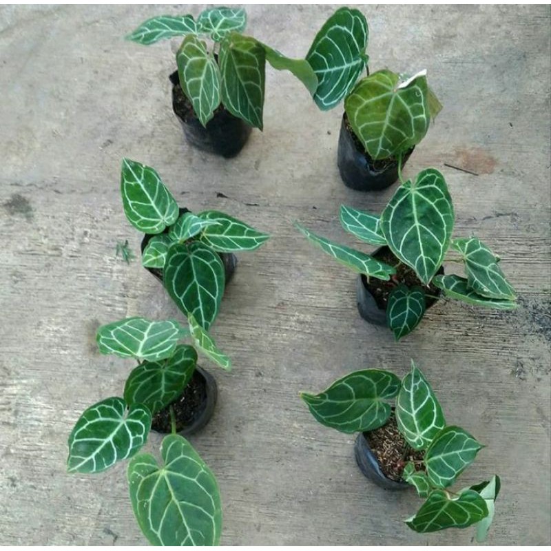 Tanaman hias kuping gajah mini - KUPING GAJAH MINI