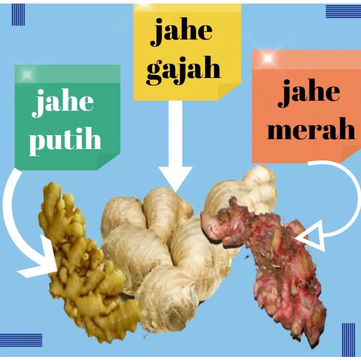 jahe merah vs jahe biasa KarataroBerg