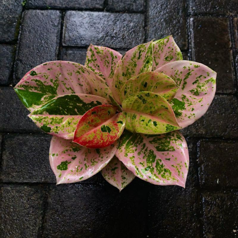 Aglonema Emerald Baby/Anakan Sz M