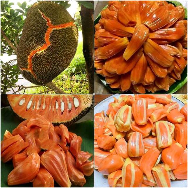 Bibit nangka merah ukuran 1 meter