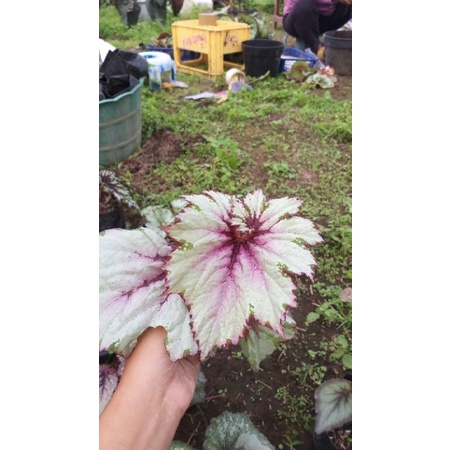 begonia tapak dewa, begonia murah, begonia rimbun, begonia catik, begonia unik, begonia remaja