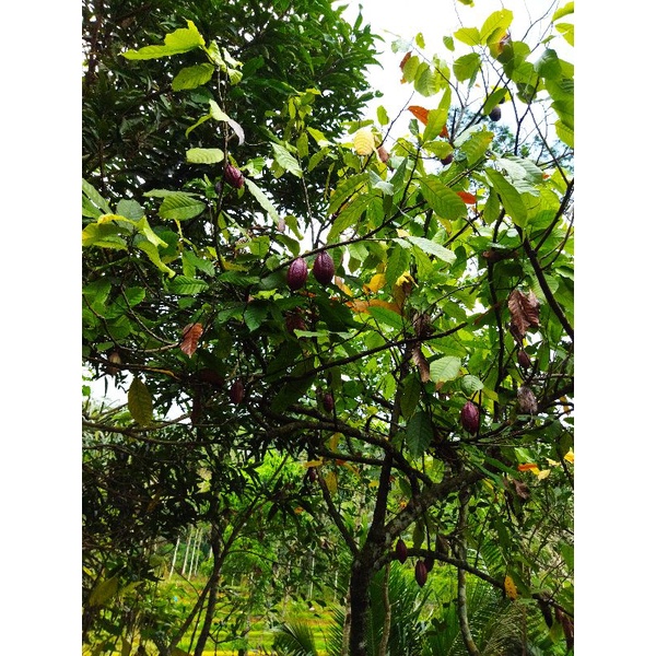 

Biji Kakao (Cocoa/Coklat)