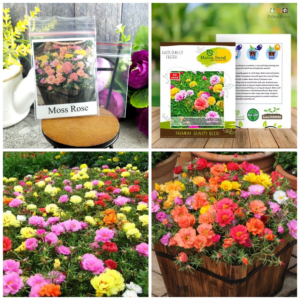 [Best Selling] 10 Seeds - Moss Rose Double Mix Haira Seed Biji Benih Bibit - SR0030