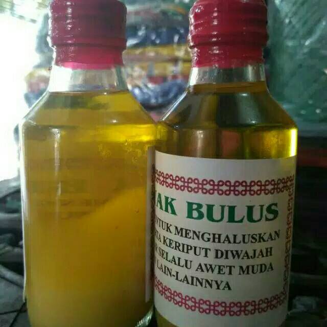 Minyak bulus Original 100% asli lemak bulus