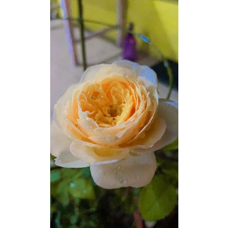 Mawar IMPORT DAVID AUSTIN id Juliet