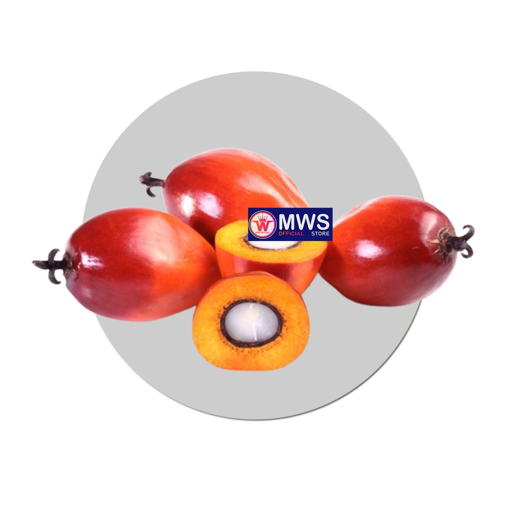 BIJI BIBIT PALEM MERAH MWS